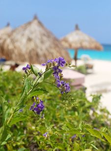 Tropical Flowers And Beach Stock Image Tropical Flowers And Beach Stock Image