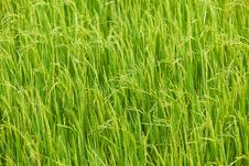 Paddy Rice Royalty Free Stock Photo Paddy Rice Royalty Free Stock Photo