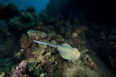 Bluespotted Stingray And Ocean Stock Images Bluespotted Stingray And Ocean Stock Images