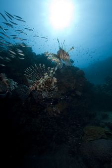 Lionfish And Ocean Royalty Free Stock Images Lionfish And Ocean Royalty Free Stock Images