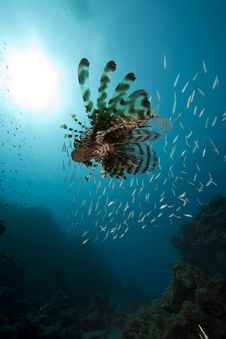 Lionfish And Ocean Royalty Free Stock Photography