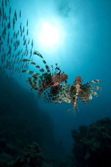 Lionfish And Ocean Stock Photography Lionfish And Ocean Stock Photography