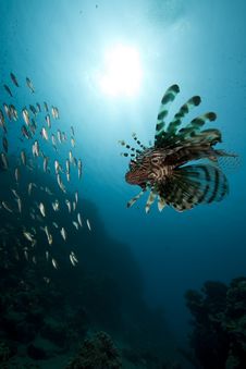 Lionfish And Ocean Royalty Free Stock Photography Lionfish And Ocean Royalty Free Stock Photography