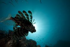 Lionfish And Ocean Royalty Free Stock Image Lionfish And Ocean Royalty Free Stock Image