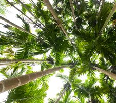 Palm Trees Royalty Free Stock Image Palm Trees Royalty Free Stock Image