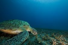 Green Turtle Feeding On Seagrass Royalty Free Stock Photography Green Turtle Feeding On Seagrass Royalty Free Stock Photography