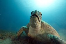 Green Turtle Feeding On Seagrass Royalty Free Stock Image Green Turtle Feeding On Seagrass Royalty Free Stock Image