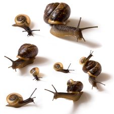 Snails On White Background Royalty Free Stock Photos