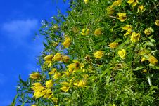 Yellow Clematis Flowers Over Blue Sky Stock Image Yellow Clematis Flowers Over Blue Sky Stock Image