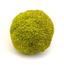 Osage Orange Fruit Stock Photo Osage Orange Fruit Stock Photo