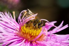 Bee On Pink Flower Royalty Free Stock Photo Bee On Pink Flower Royalty Free Stock Photo