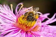 Bee On Pink Flower Royalty Free Stock Images Bee On Pink Flower Royalty Free Stock Images