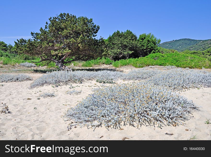 Bush on sand dune along a natural state upper Sardinia coastline. Bush on sand dune along a natural state upper Sardinia coastline.