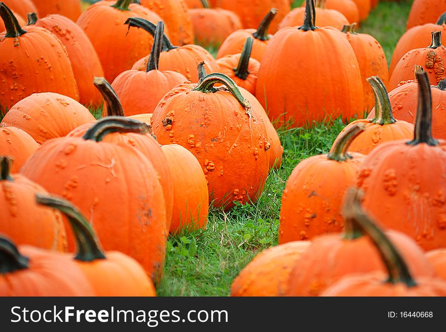 Pumpkins, mostly warted Knuckle Head or Goose Bump variety, on display in a field. Pumpkins, mostly warted Knuckle Head or Goose Bump variety, on display in a field.