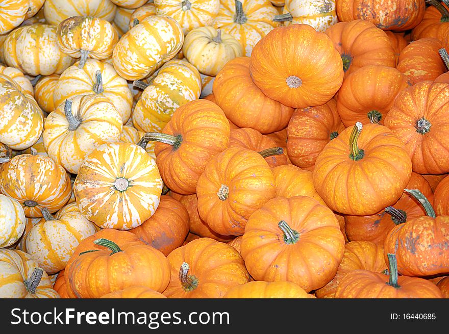 Orange and White with Orange striped gourds in a bin. Orange and White with Orange striped gourds in a bin.