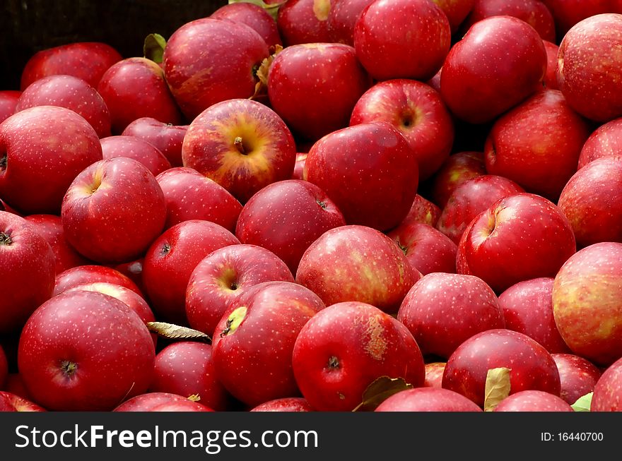 Red Apples at a local harvest festival