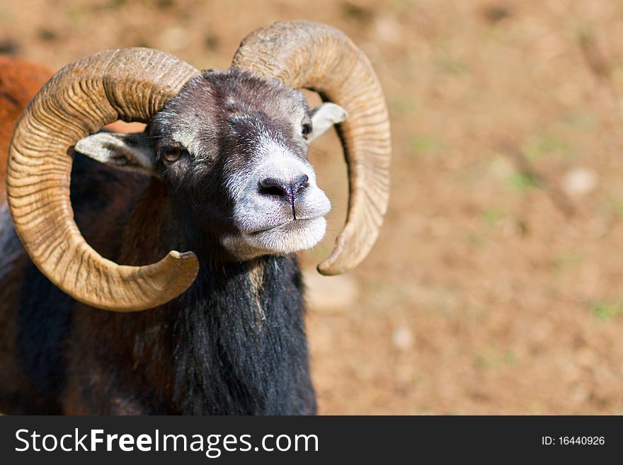 Headshot of a Big Horned Ram - with lot of copy space