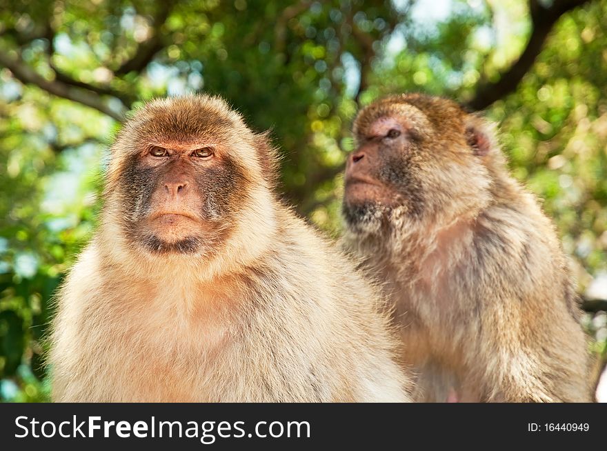 Monkey In Gibraltar