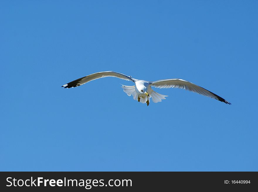 Ontario seagull flys above searching for food