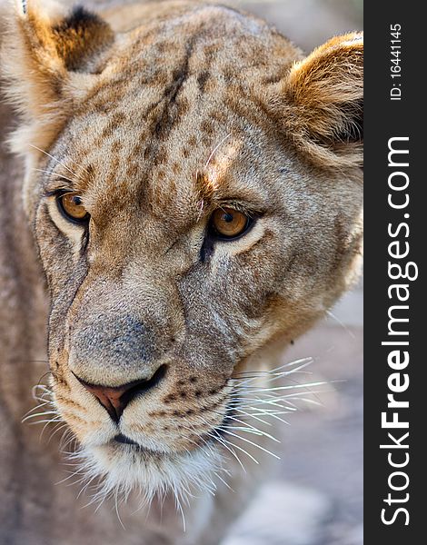 Close-up of Lioness - portrait