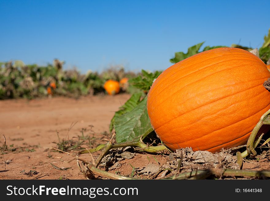 Close up of pumpkin on a farm still on the vine. Close up of pumpkin on a farm still on the vine.