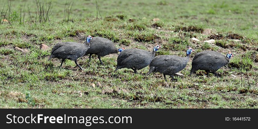 Guineafowl in a row, photographed in the wild.
