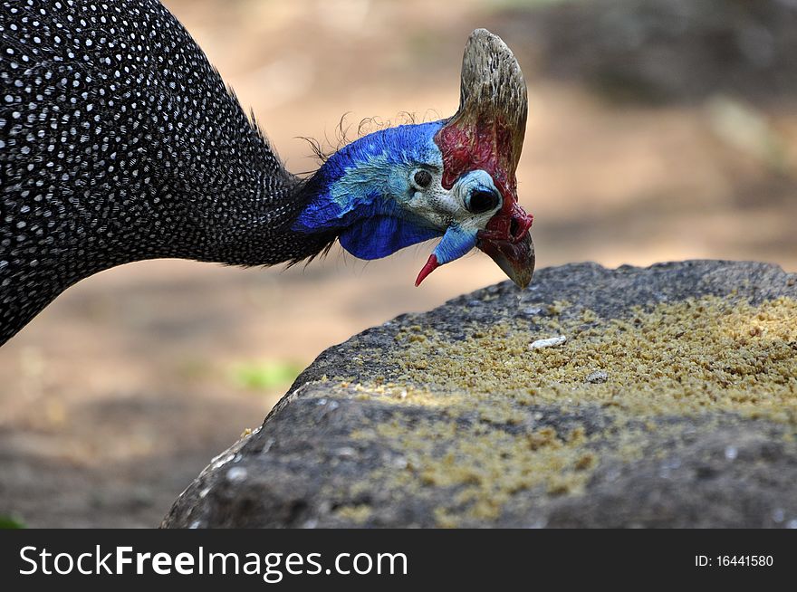 Helmeted Guineafowl.