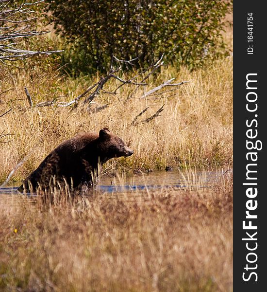 Black bear of cinnamon color during the fall season. Black bear of cinnamon color during the fall season