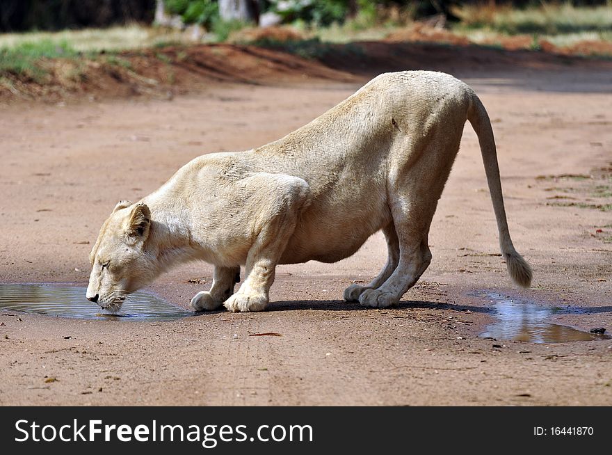 A lioness drinking from a pool in the road. A lioness drinking from a pool in the road.