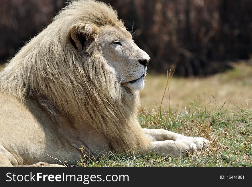 The king of the jungle, the African Male Lion.