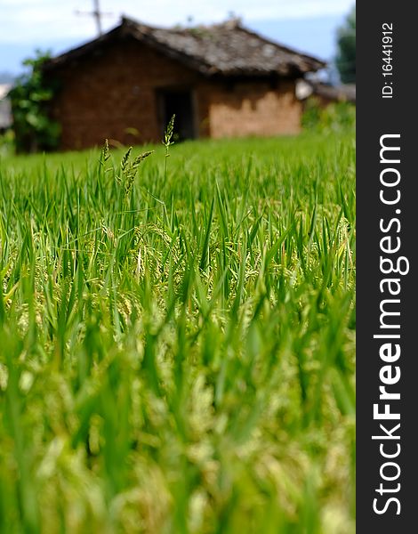 a large field of green rice stands by a house in a small village. a large field of green rice stands by a house in a small village