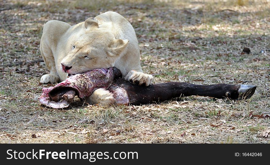 Eating Lioness