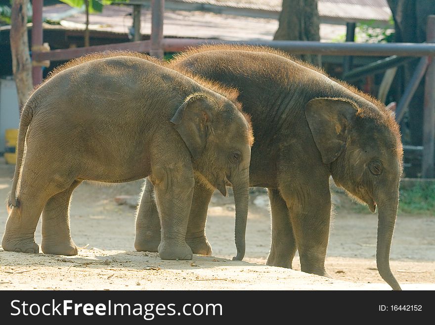 Happy Time, Calf Elephant, Ayutthaya, Thailand. Happy Time, Calf Elephant, Ayutthaya, Thailand