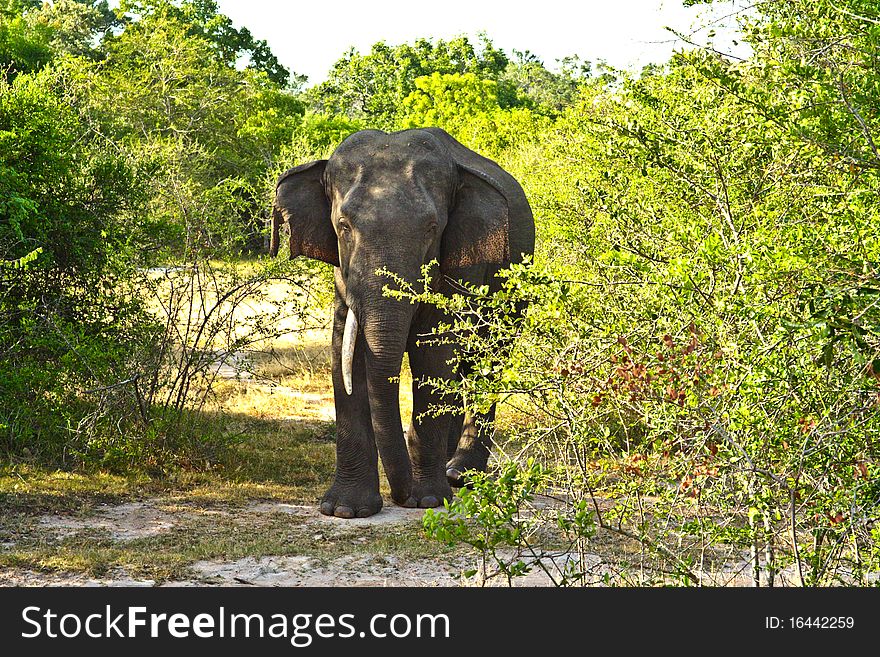 Wild Elefant In The Jungle