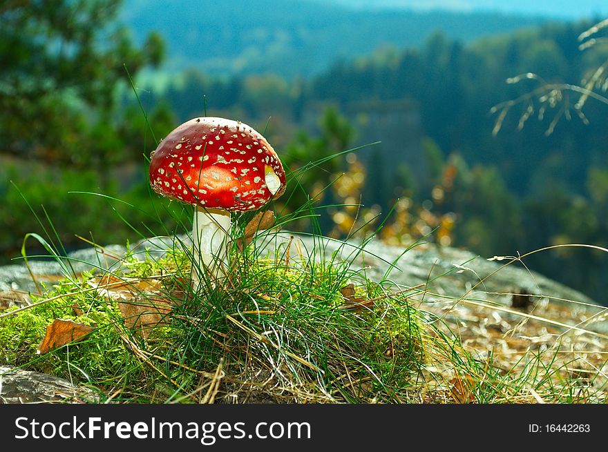 Detail of mushroom on rock