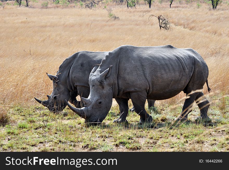 Two Rhinos photographed in their natural habitat.