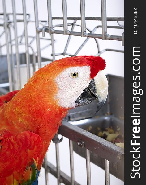 Big red ara parrot in cage closeup eating fruits. Big red ara parrot in cage closeup eating fruits.