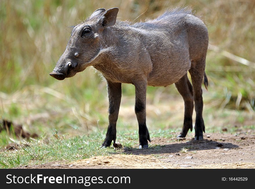 A Warthog photographed in its natural habitat, South Africa.