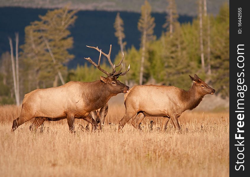 Elk