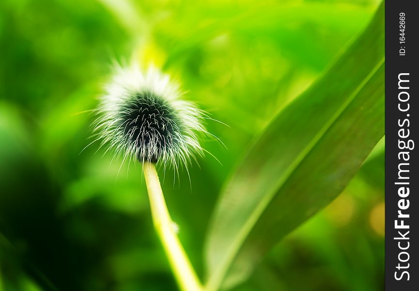 Giant shaggy caterpillar. Macro photo of a bizarre organism.