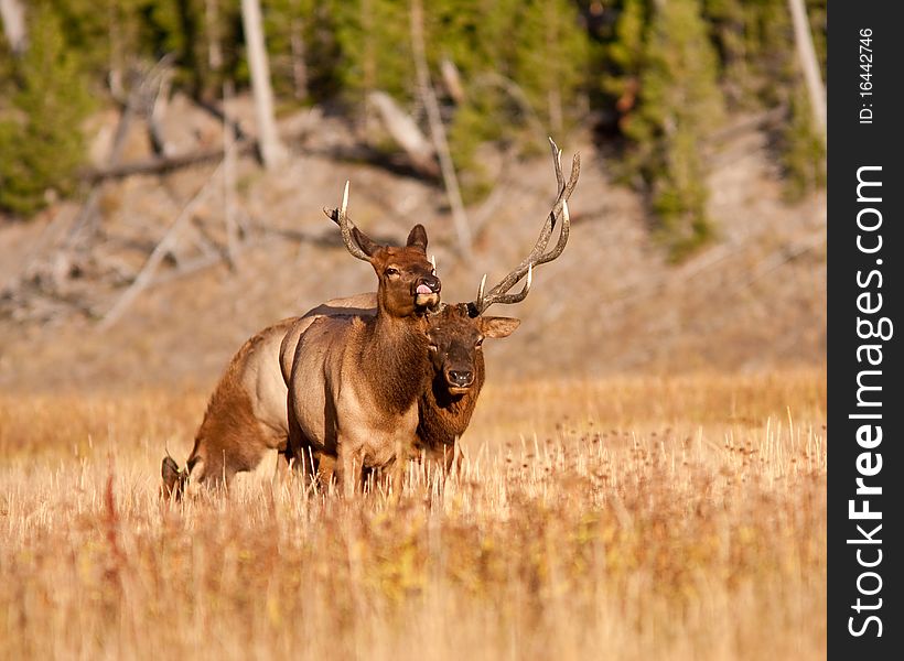 Elks during the fall season