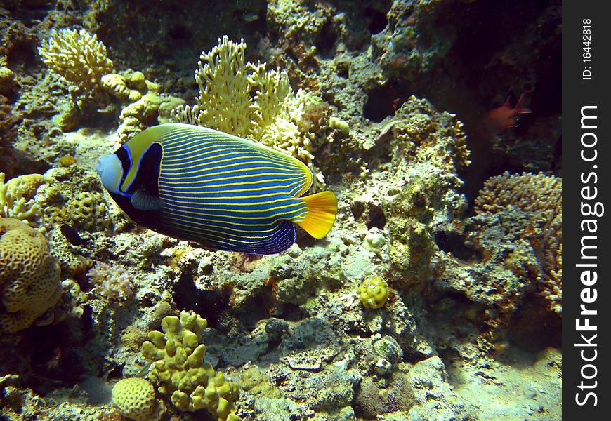 Emperor angel fish next to corals