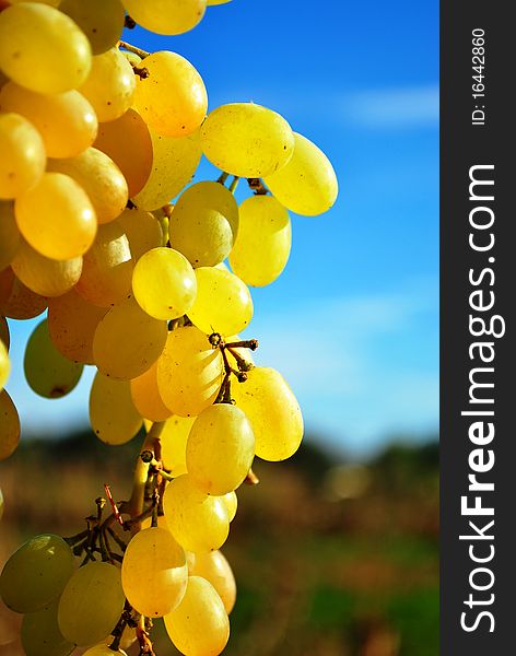 Appetite vine grape on garden and blue sky background. Appetite vine grape on garden and blue sky background