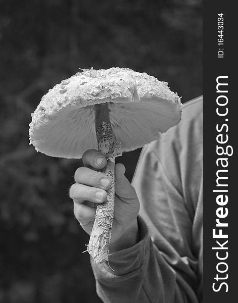 Brown Mushroom in a Dolomites Wood, Italy. Brown Mushroom in a Dolomites Wood, Italy