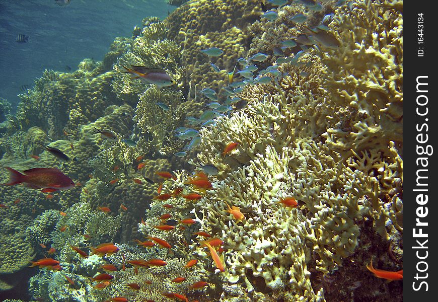 Tropical fish near colorful corals