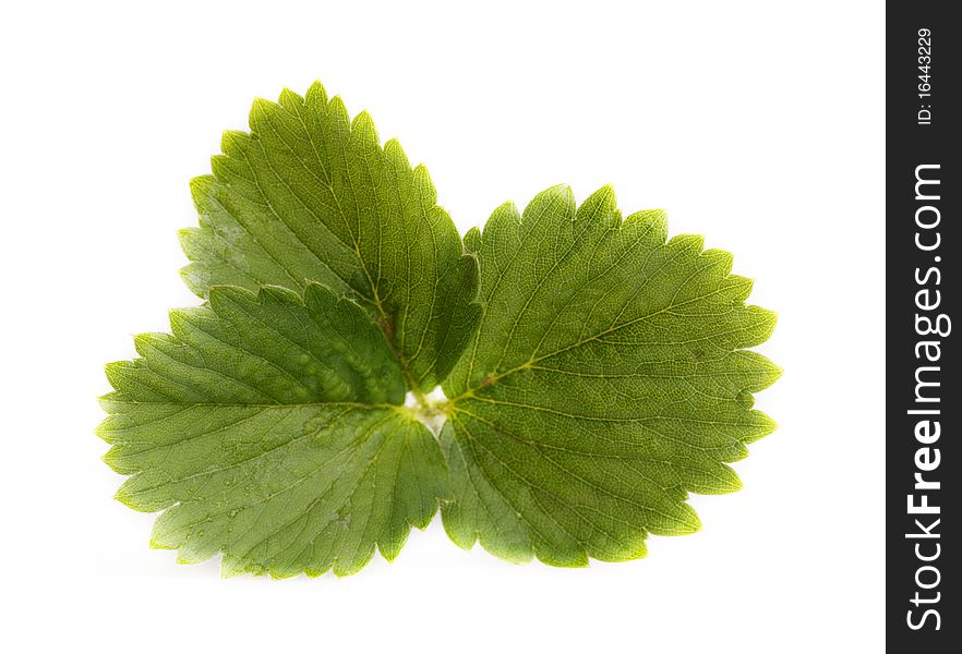 Green leaf of a strawberry on a white background. Green leaf of a strawberry on a white background