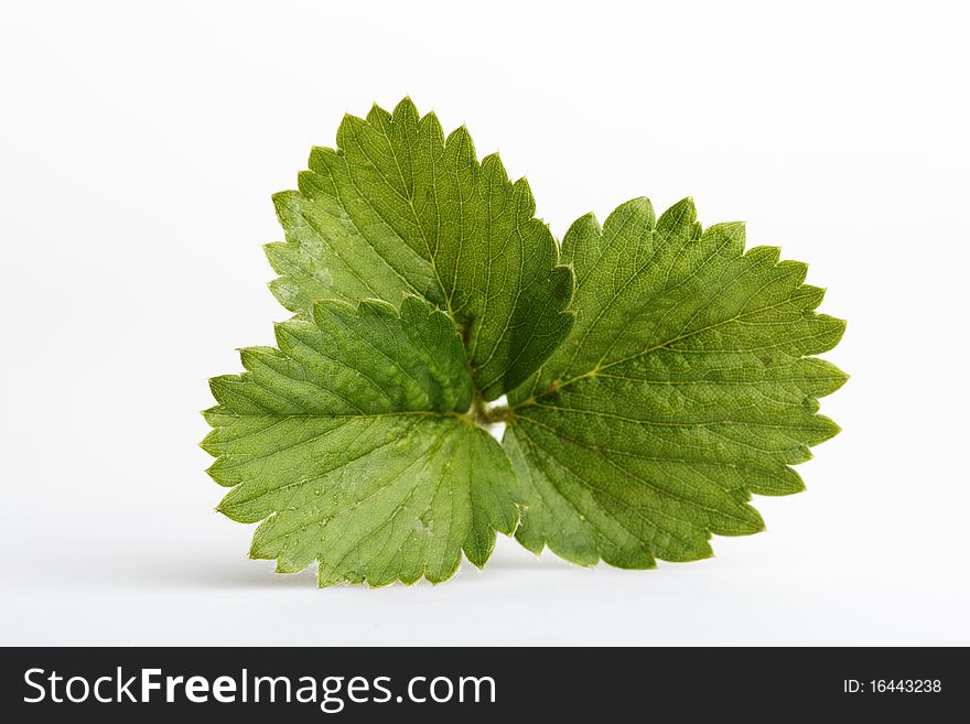 Green leaf of a strawberry on a white background. Green leaf of a strawberry on a white background