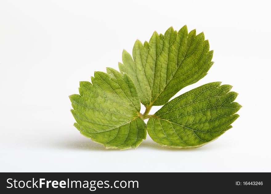 Green leaves of a strawberry on a white background. Green leaves of a strawberry on a white background