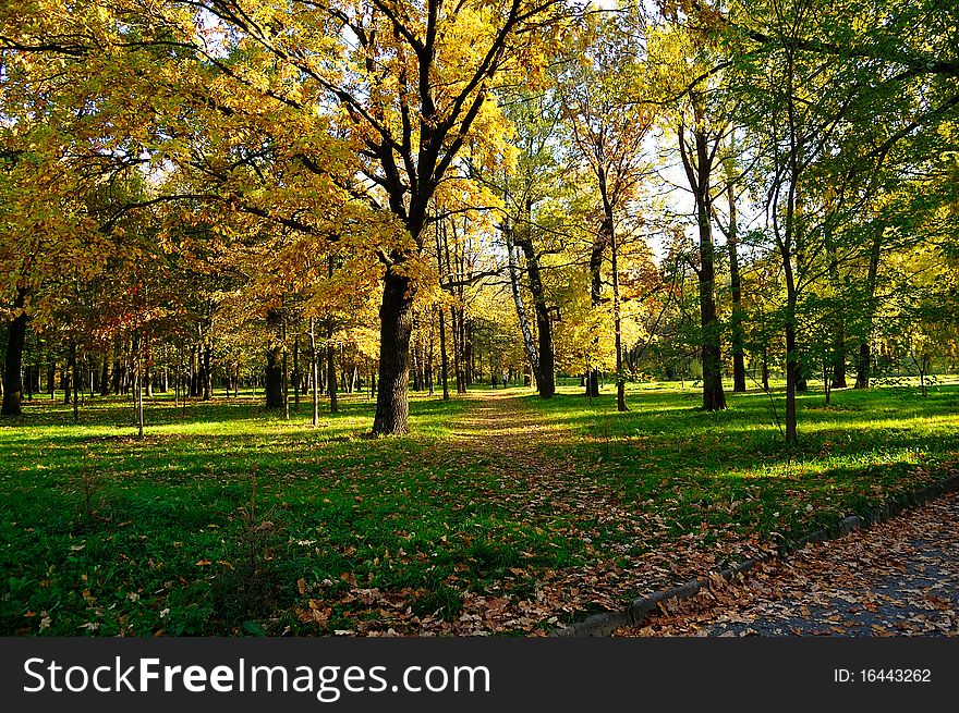 Autumn birch grove in the heart of the city. Autumn birch grove in the heart of the city