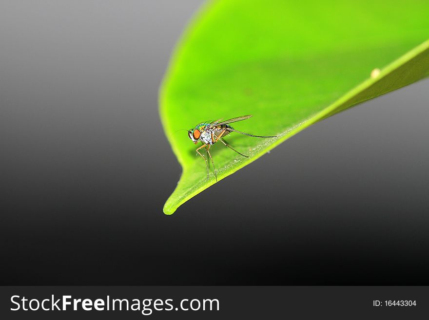 Closeup shot of fly sitting on leaf.